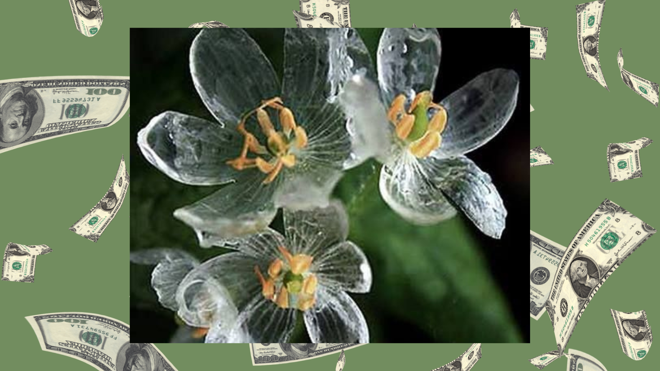 A Tender Spring Playlist