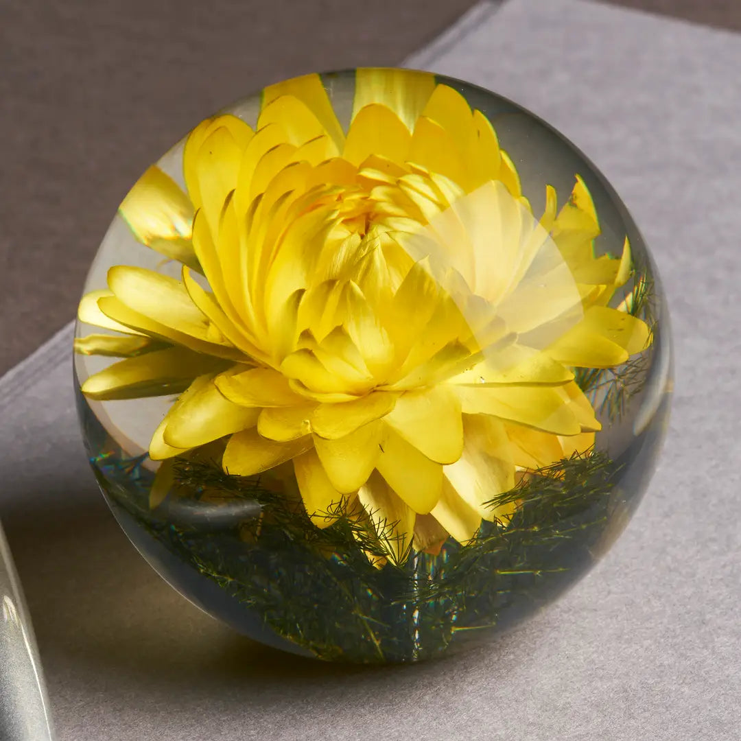 paperweight - helichrysum