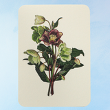 greeting card - posy of hellebore