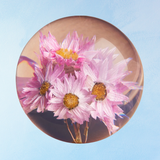 presse-papier - rhodanthe