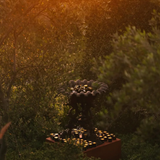 candle - flamingo estate olive tree