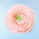 handmade paper flower - pink peony
