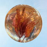 paperweight - autumn leaves