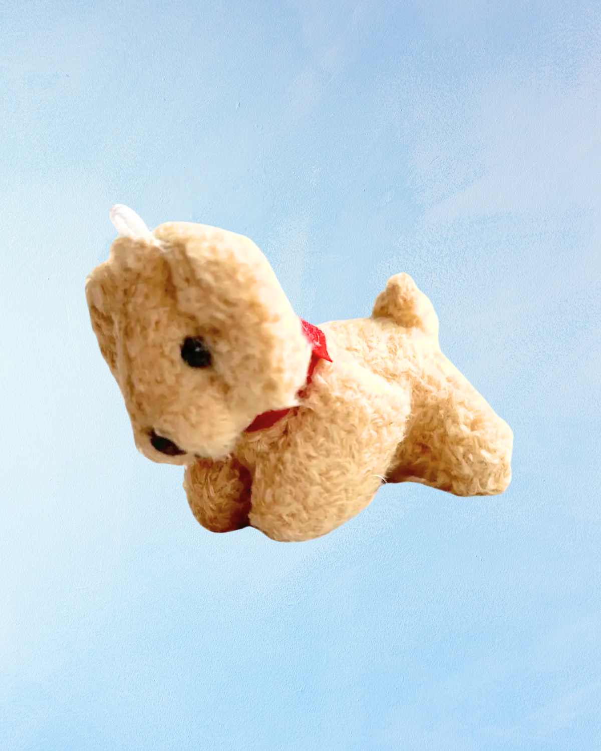 charme - chiot beige