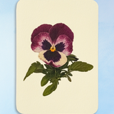 greeting card - plum pansy