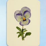 greeting card - violet pansy