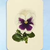 greeting card - white pansy