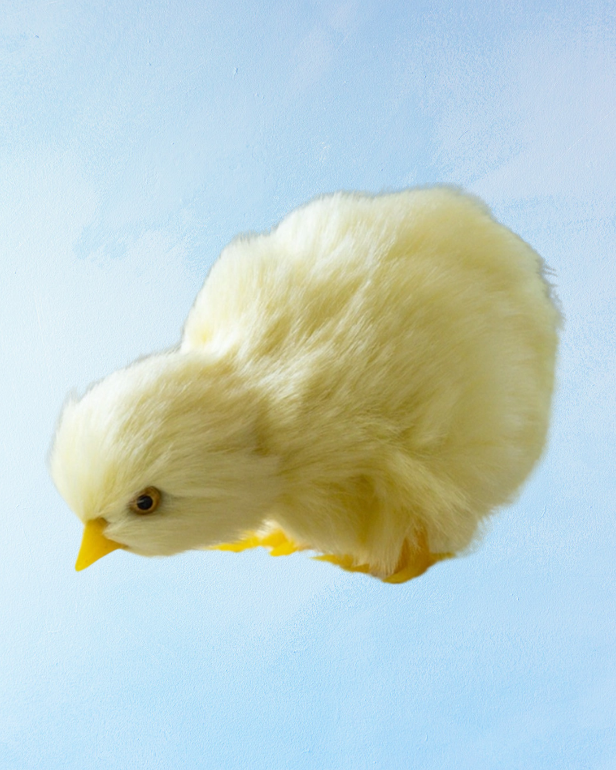 chicks - assorted styles