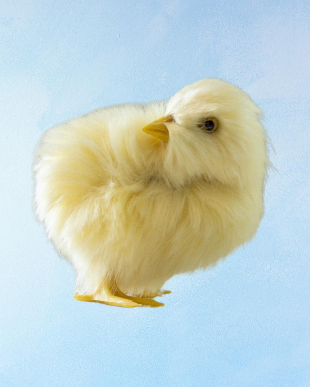 chicks - assorted styles