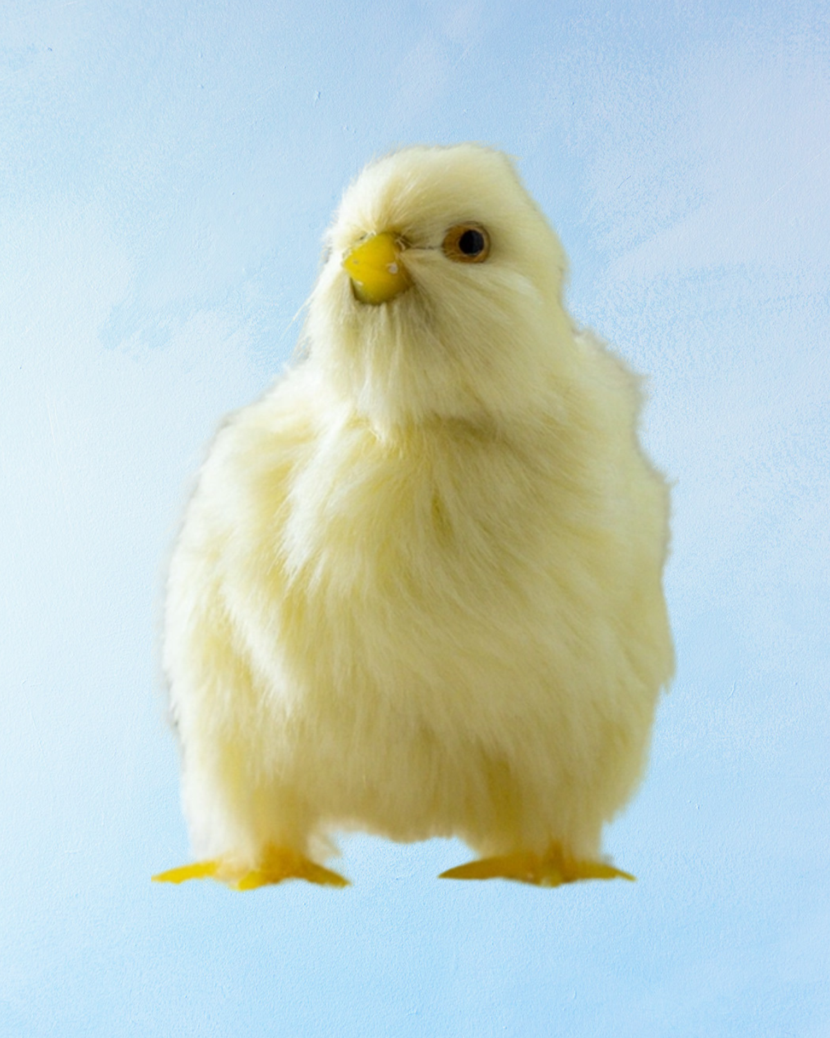 chicks - assorted styles