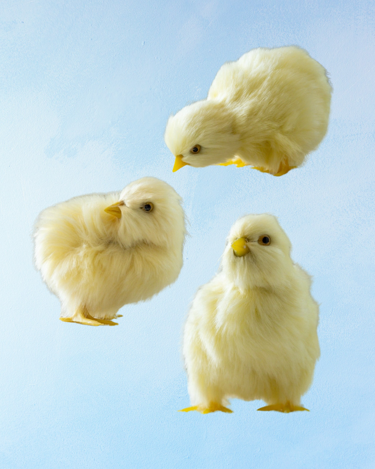chicks - assorted styles
