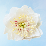 handmade paper flower - white rose