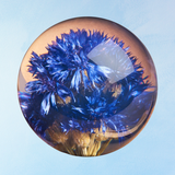 paperweight - cornflower (multiple sizes)