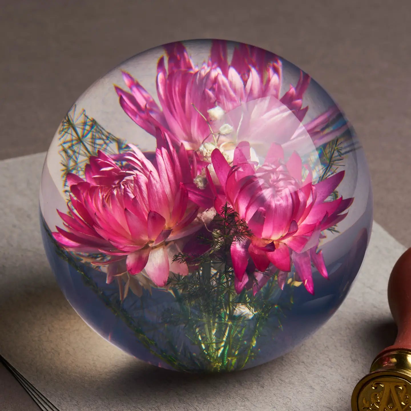 paperweight - helichrysum pink