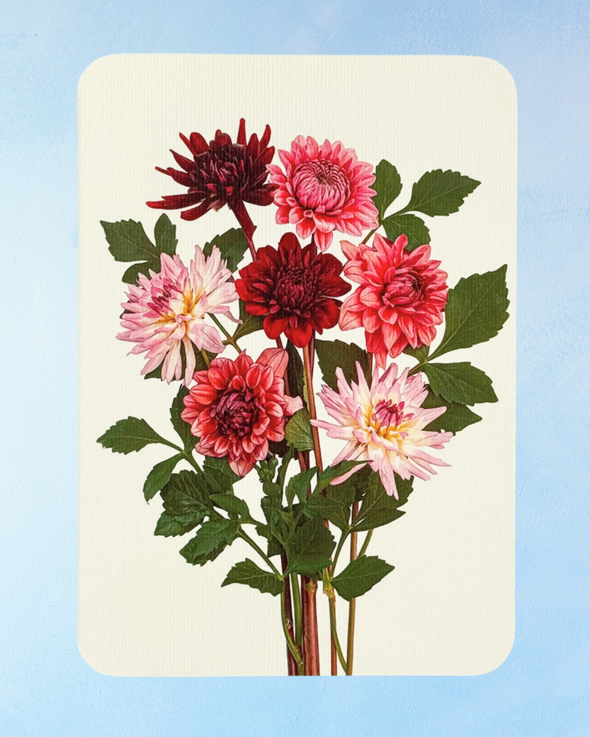 greeting card - garden dahlias