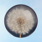 paperweight - dandelion (multiple sizes)