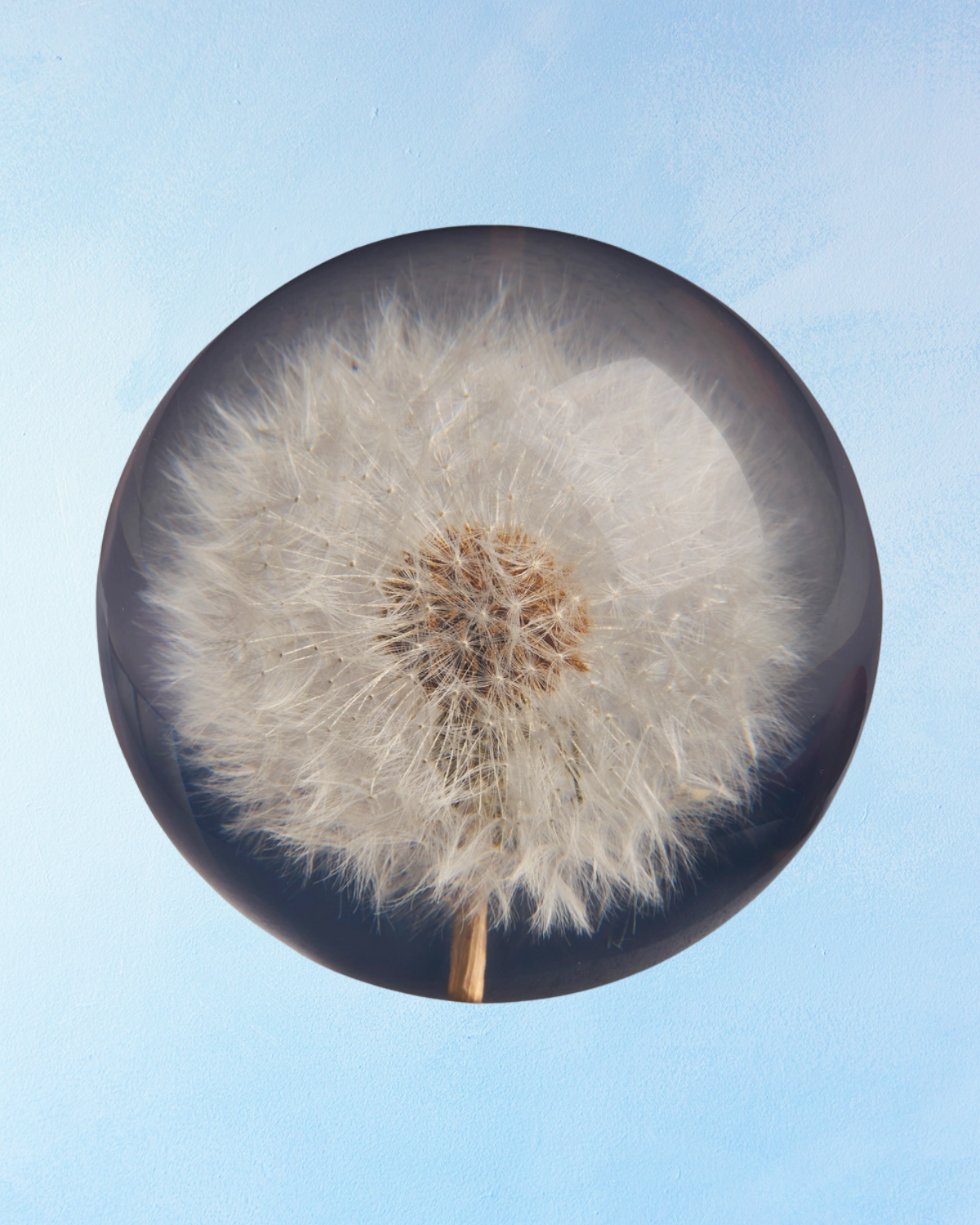 paperweight - dandelion (multiple sizes)
