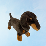 dachshund chocolat et fauve "stretch"