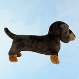 dachshund chocolat et fauve "stretch"
