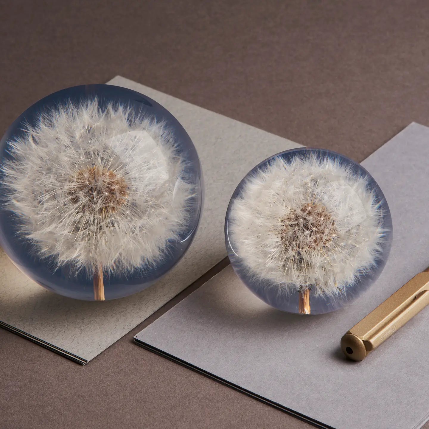paperweight - dandelion (multiple sizes)