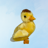 peluche - caneton « Dutchess »