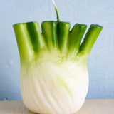 candle - food - fennel