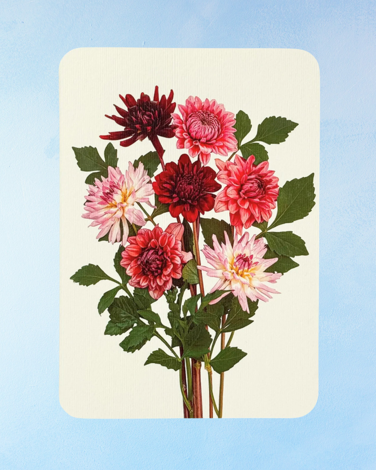 greeting card - garden dahlias