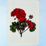 greeting card - geranium