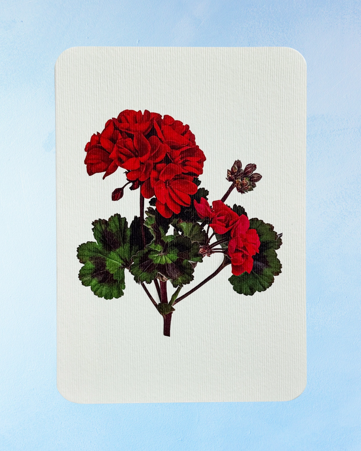 greeting card - geranium