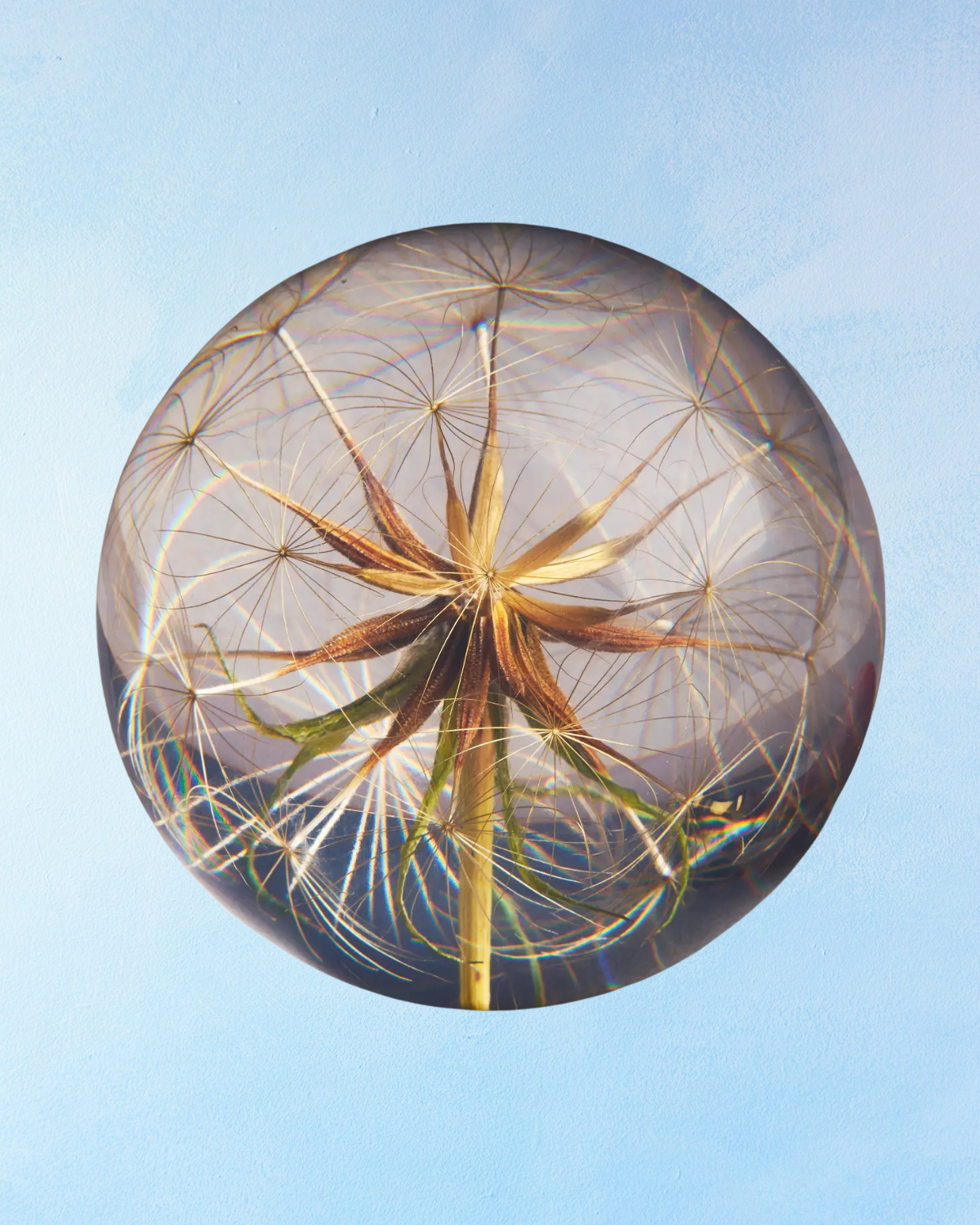 paperweight - goatsbeard