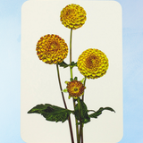 carte de vœux - dahlia