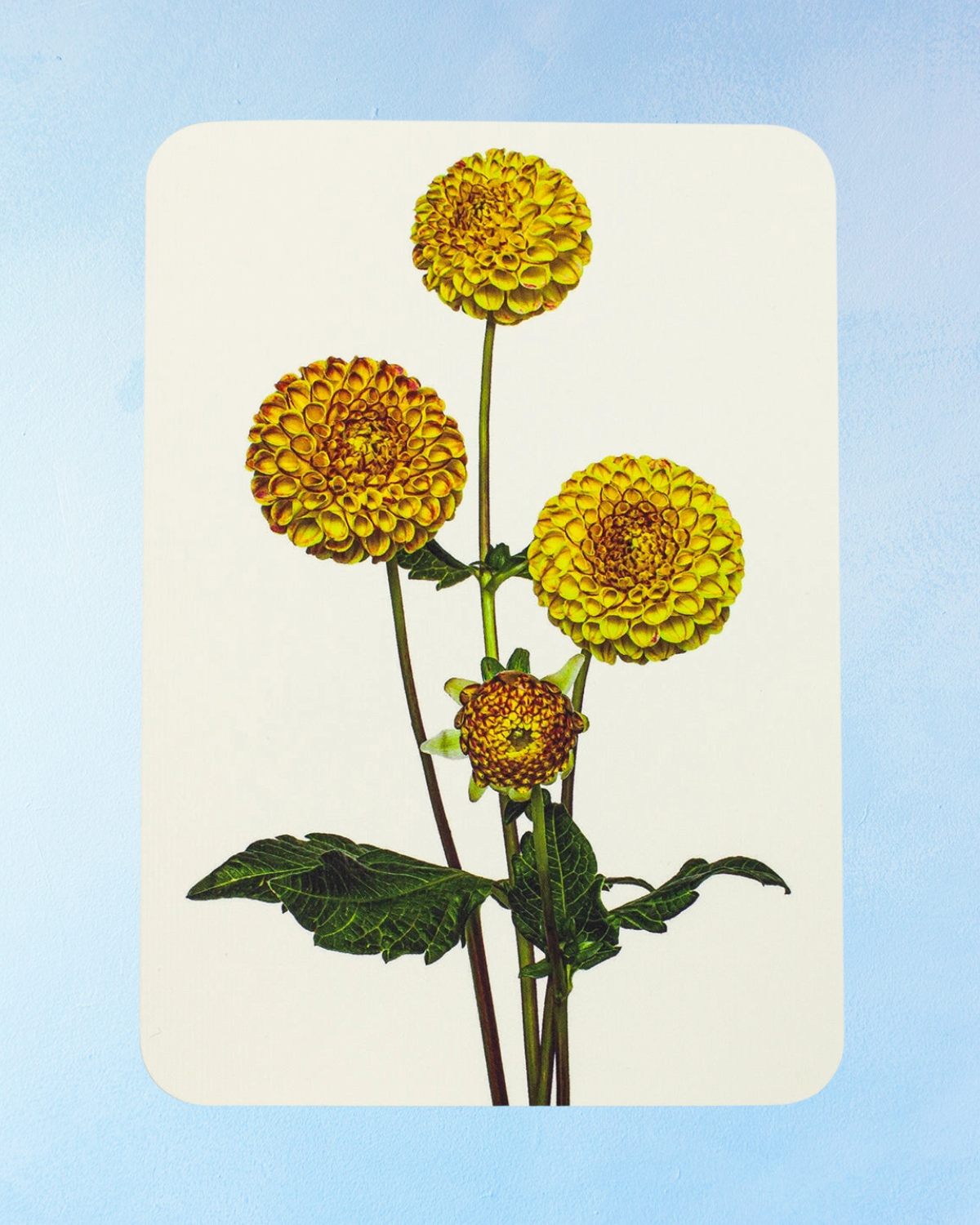 carte de vœux - dahlia