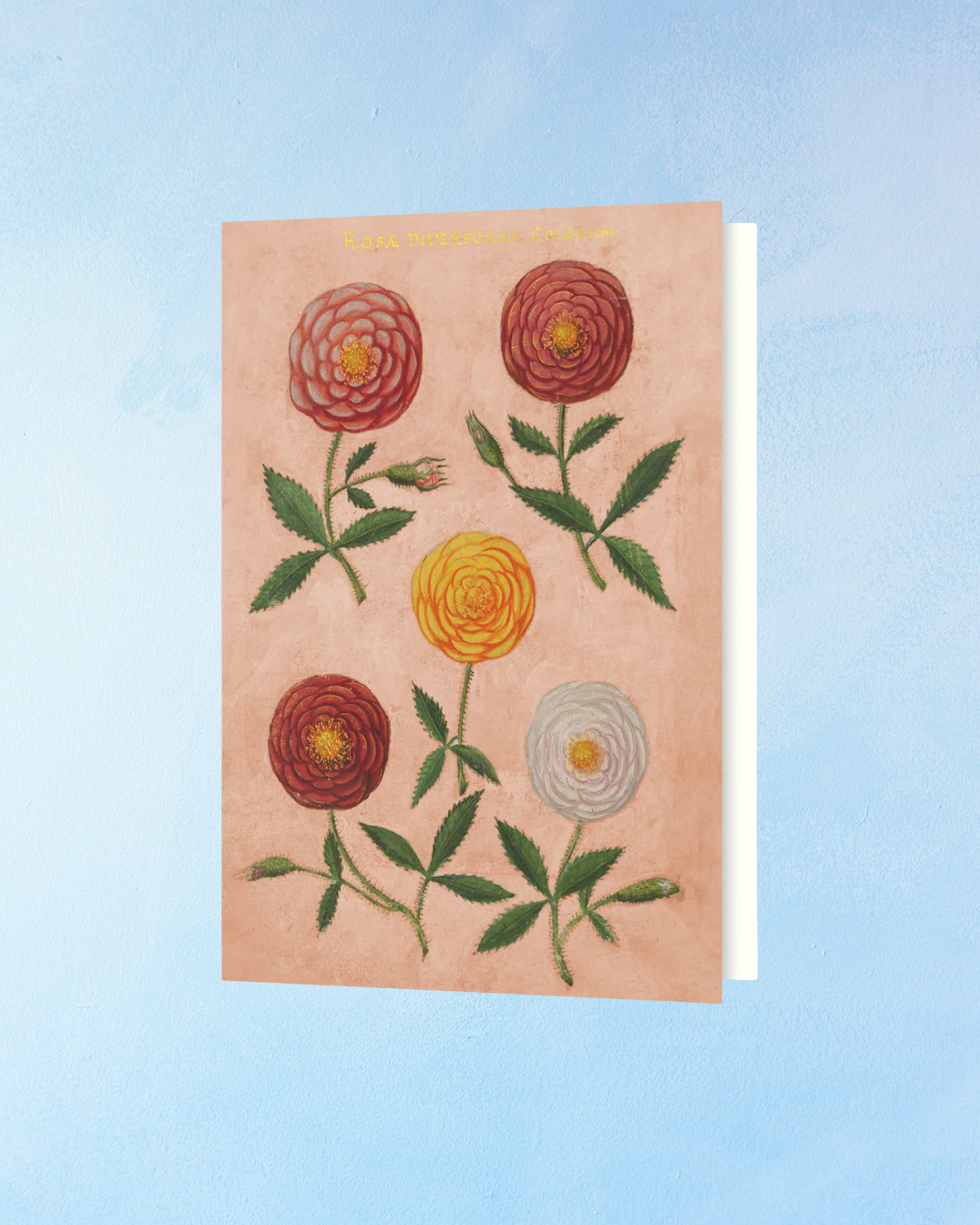 greeting card - pink festival of flowers