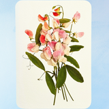 greeting card - pink sweet peas