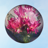 paperweight - helichrysum pink
