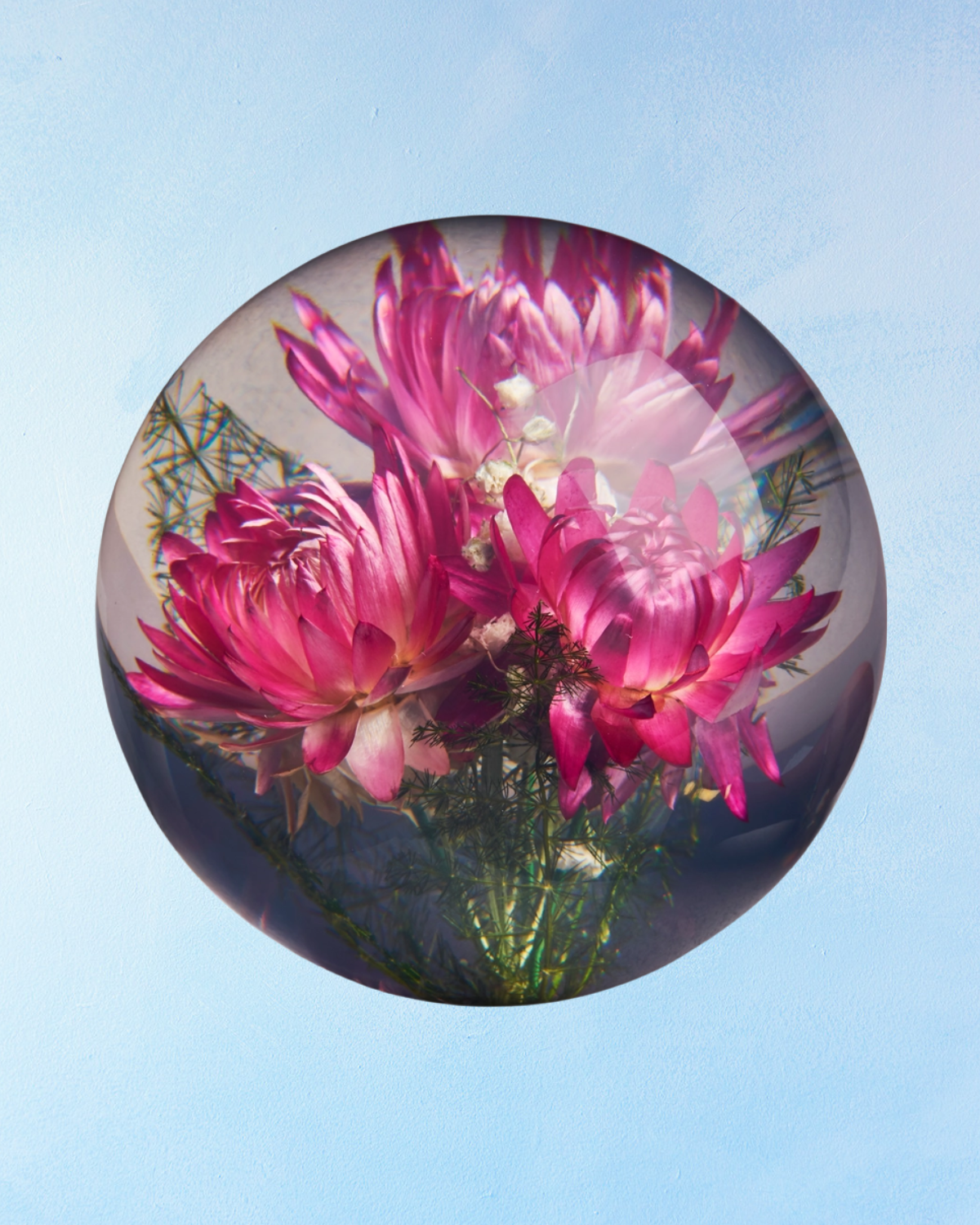 paperweight - helichrysum pink