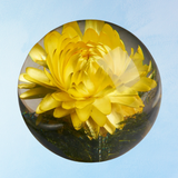 paperweight - helichrysum