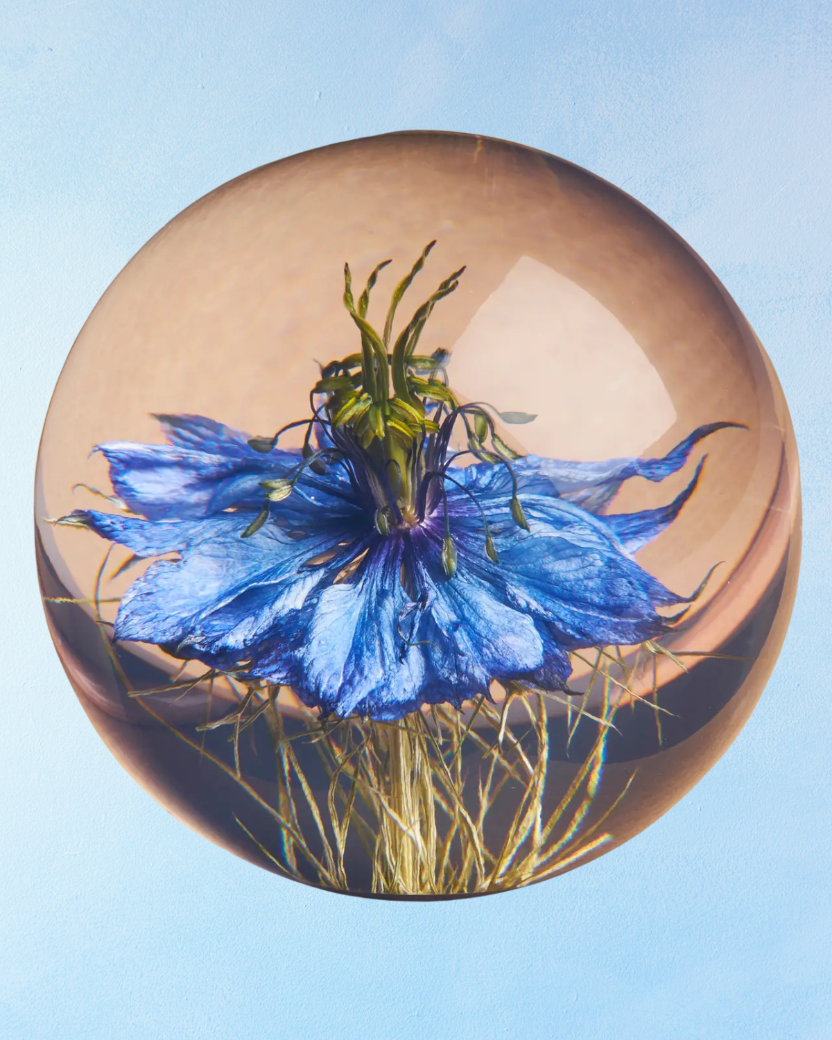 paperweight - nigella (multiple sizes)