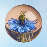 paperweight - nigella (multiple sizes)