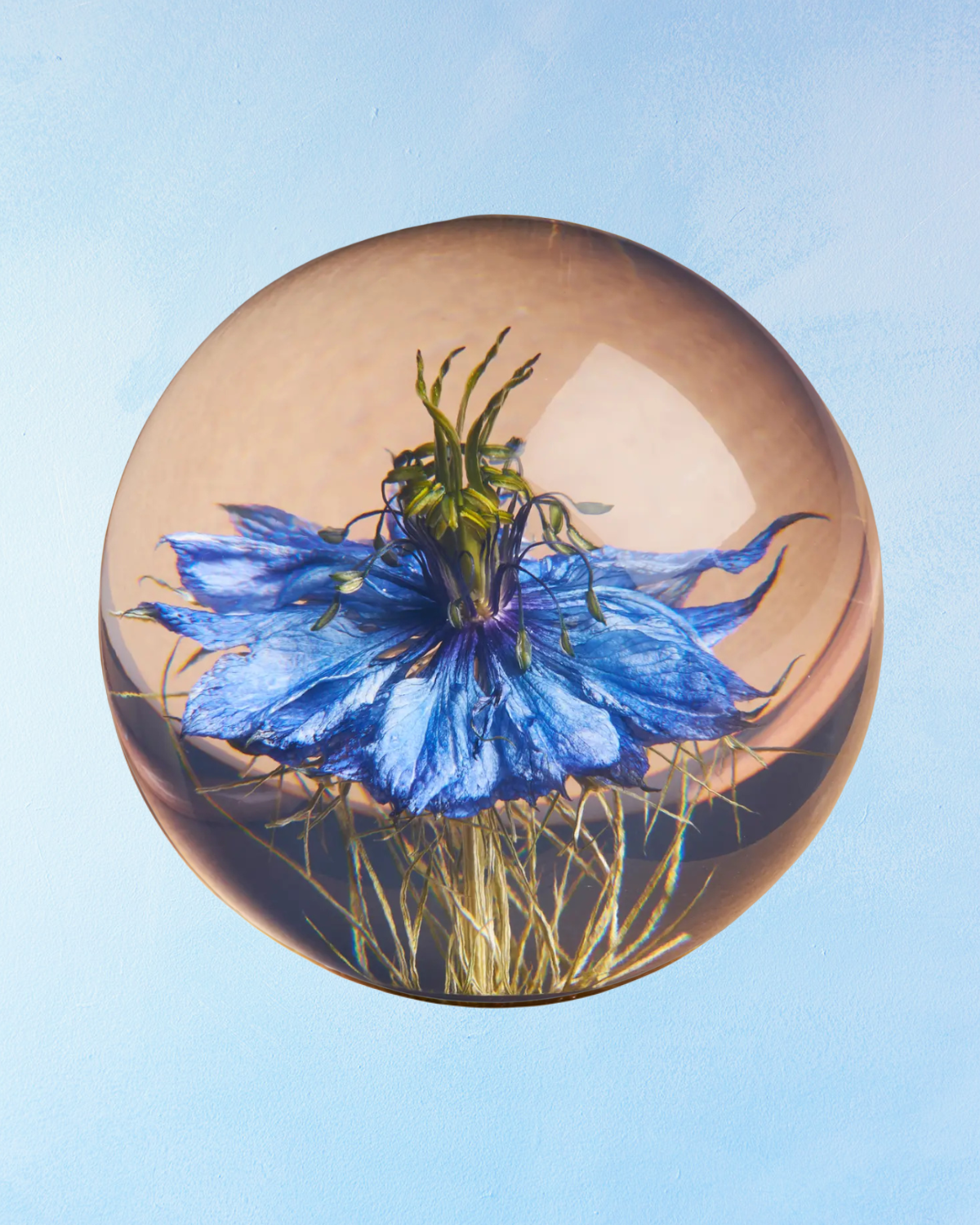 paperweight - nigella (multiple sizes)