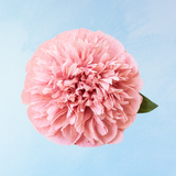 fleur en papier faite à la main - pivoine rose poudré