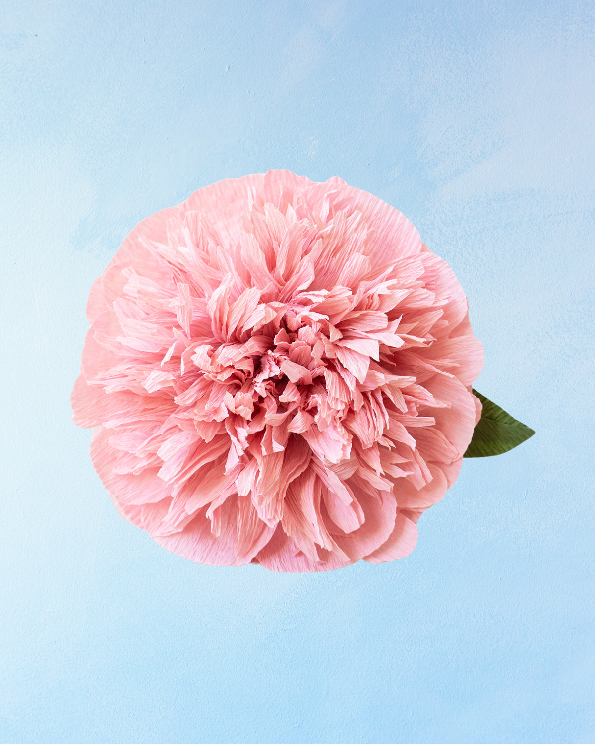 handmade paper flower - blush peony