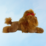 "chester" cavalier king charles spaniel tricolore