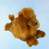 "chester" cavalier king charles spaniel tricolore