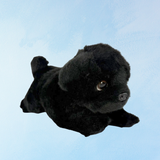 chiot carlin noir "puddles"
