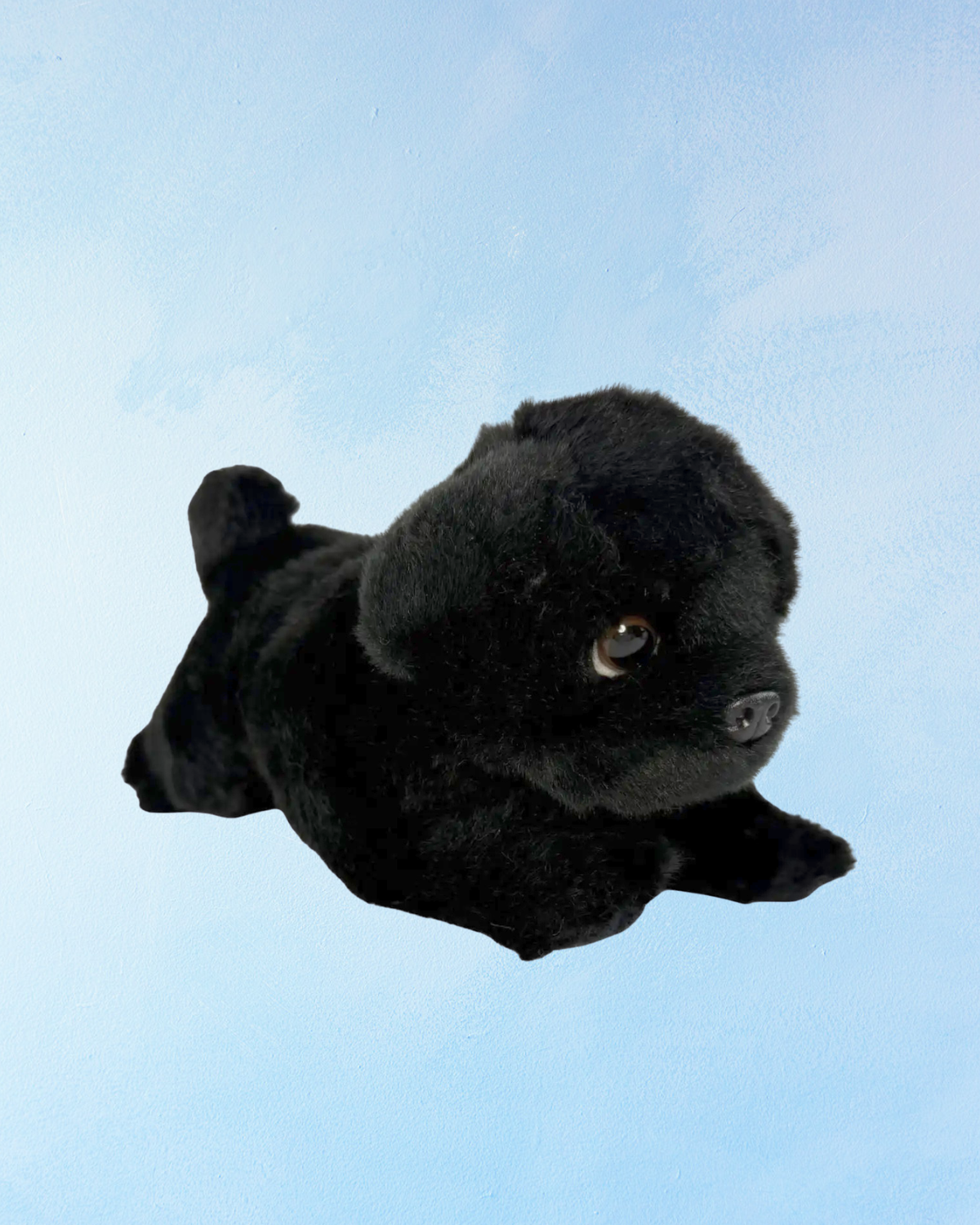 chiot carlin noir "puddles"