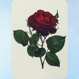carte de vœux - rose rouge