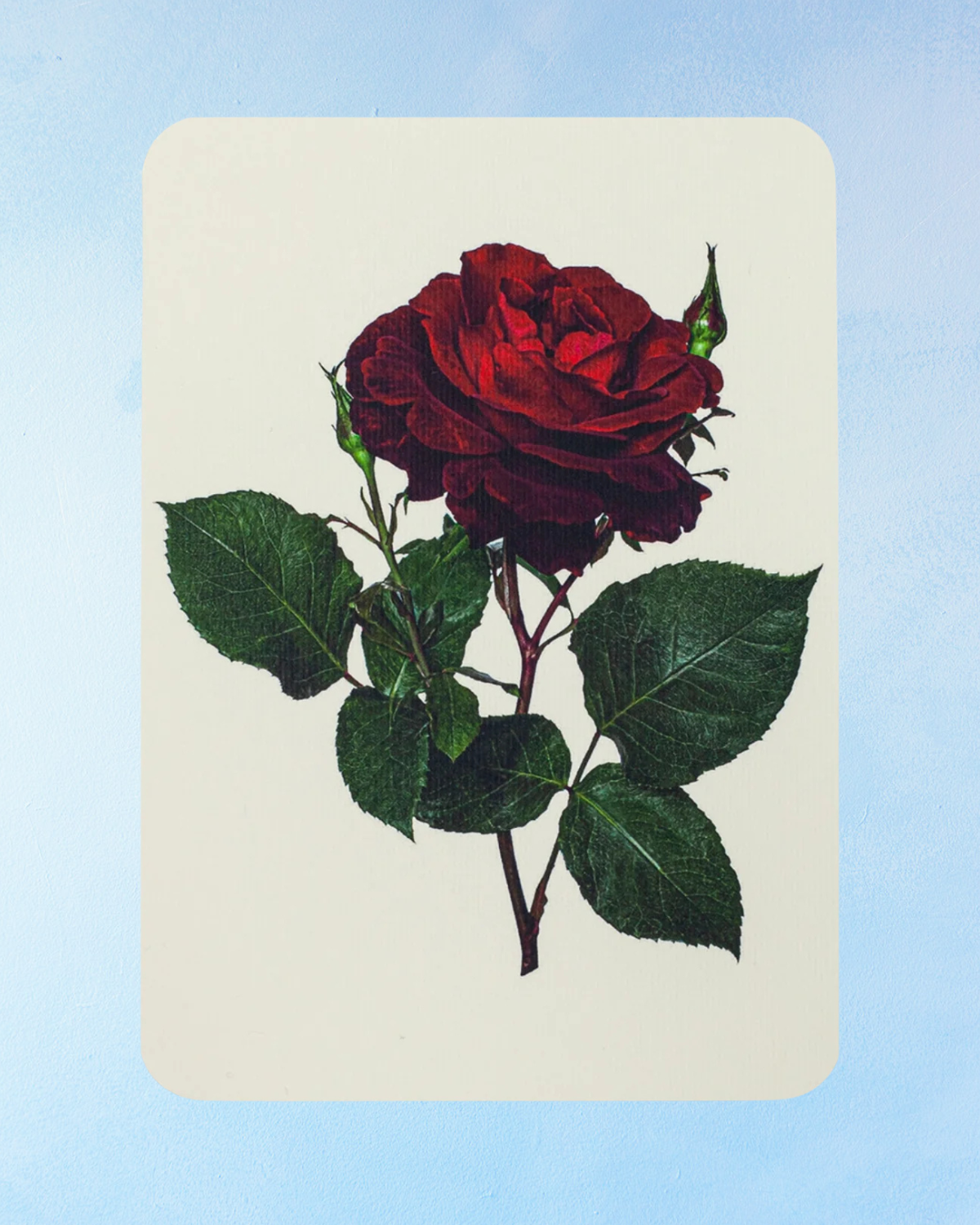 greeting card - red rose