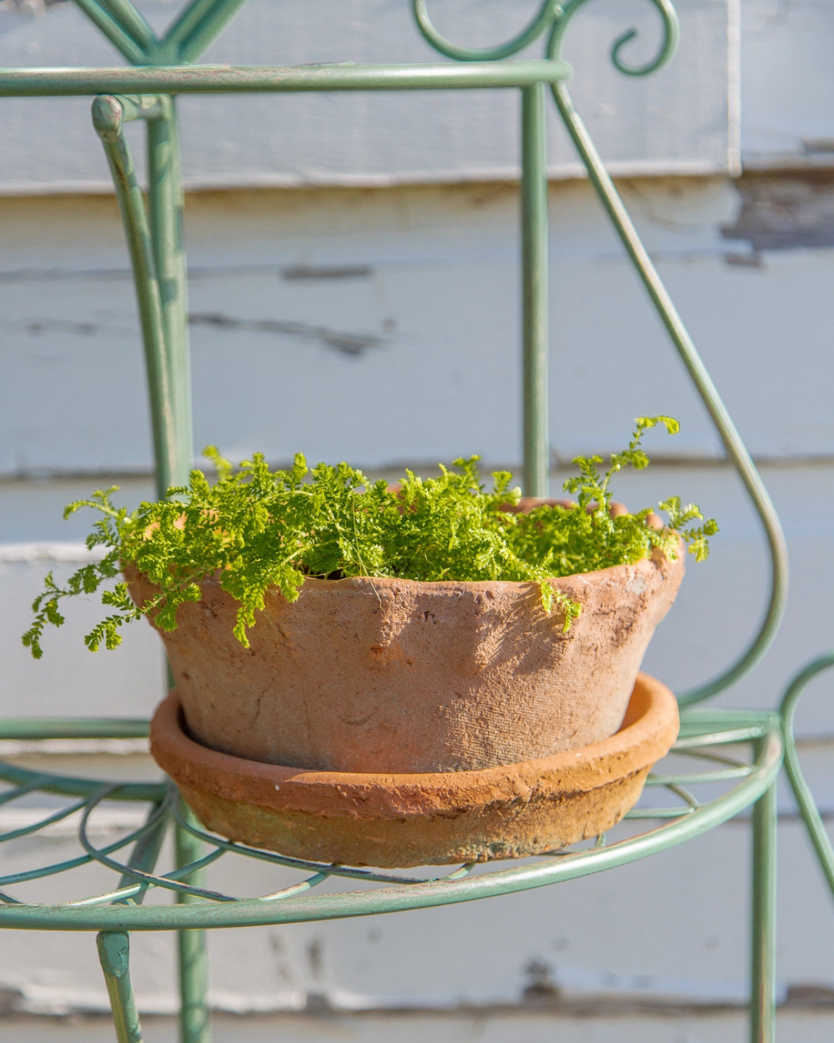 planter - squat redstone frilly edge