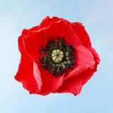 handmade paper flower - red poppy